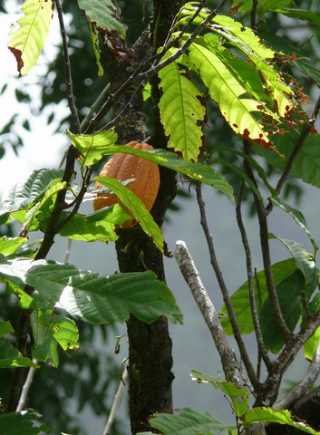 Fruit du Cacaoyer