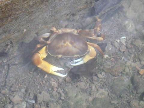 Crabe Cirique.