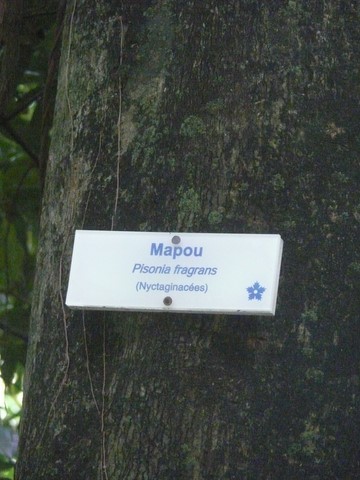 Mapou - Pisonia fragrans (Nyctagninacées).