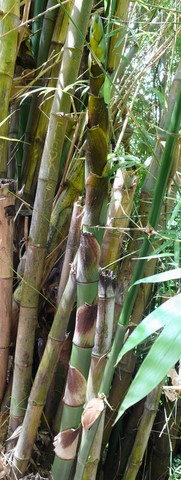 Pousse de bambou