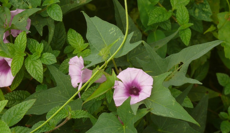 .Manger Lapin. Ipomoea setifera.