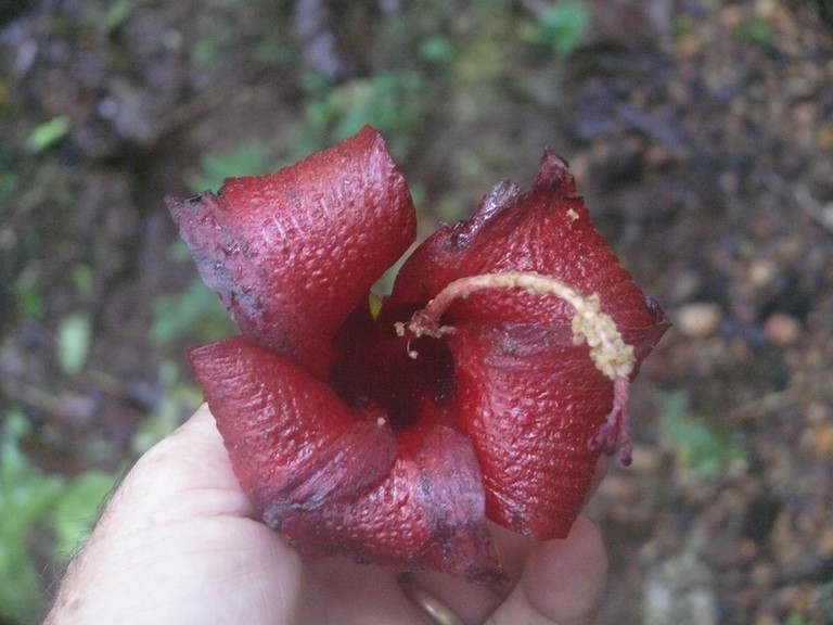 Mahot boi bleu. Hibiscus élatus. (famille des Malvacées.)