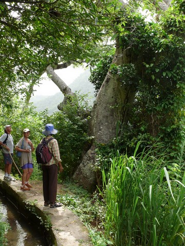 Fromager (ceiba pentendra) (bombacacée)