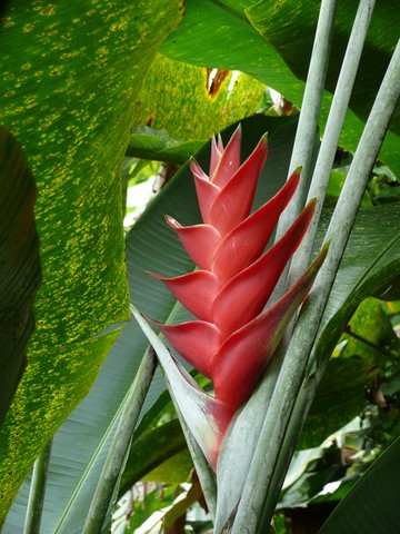 Fleu de Balisier bien rouge.