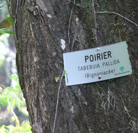 Poirier ou Tabebuia Pallida (Bignoniacée)