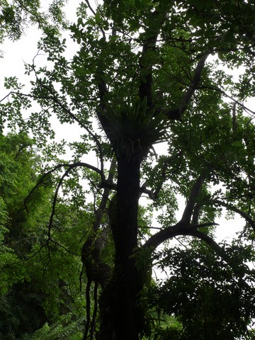 Poirier ou Tabebuia Pallida (Bignoniacée)