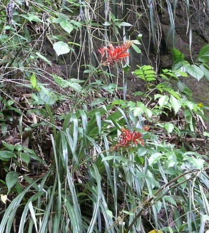 Fleur de l'Ananas de montagne.