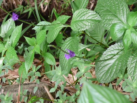  Fleur de Verveine.