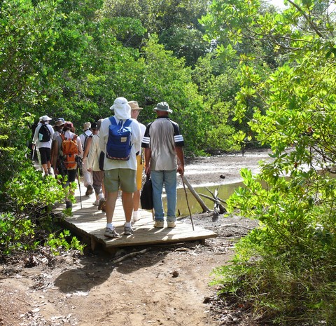 Mangrove.