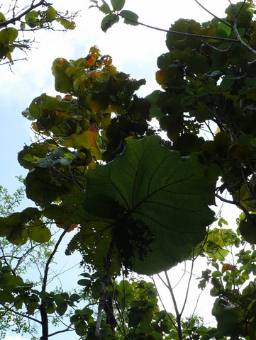 Feuille du raisinier grandes feuilles.