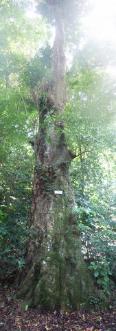 Abricotier pays (de la Martinique) Mammea americana (Clusiacées).