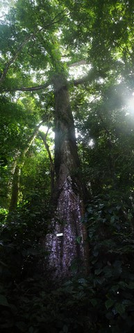 Fromager - Ceiba pentandra  (Bombacacées).