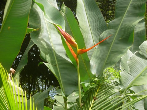 Heliconia spp.