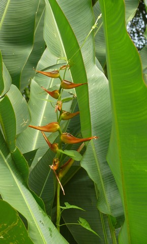 Heliconia latispatha.