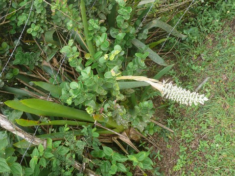 Fleur d'Aloes.