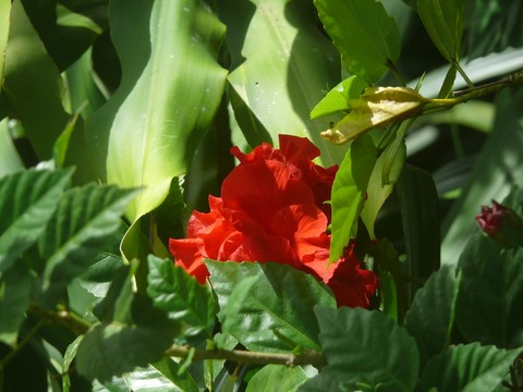 Hibiscus double.