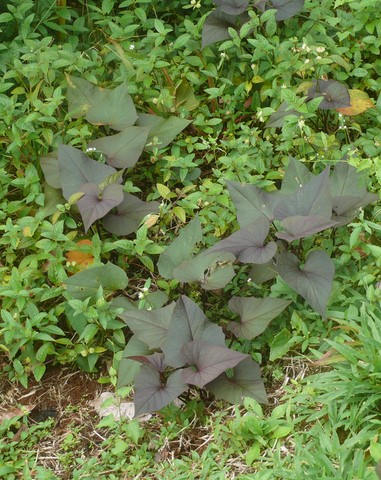 Feuilles de Patate Douce.