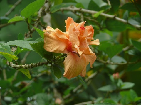 Hibiscus Double.