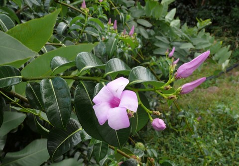 Allamanda pourpre.