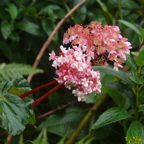 Bégonia Rouge. Bégonia Rose.