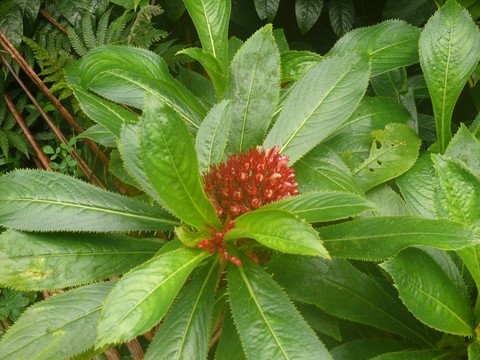 boule endémique appelée simplement  fleur-montagne