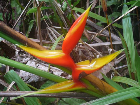 Heliconia latispatha