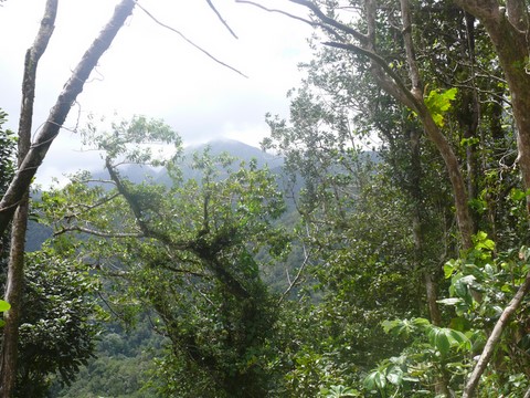 Morne Longpré - Morne Platine.