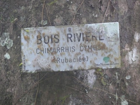 Bois Rivière. Chimarrhis cymos de la famille des Rubaciée