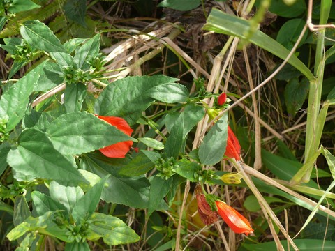 Hibiscus Piment   - Malvaviscus pendiflorus de la famille des Malvacées.