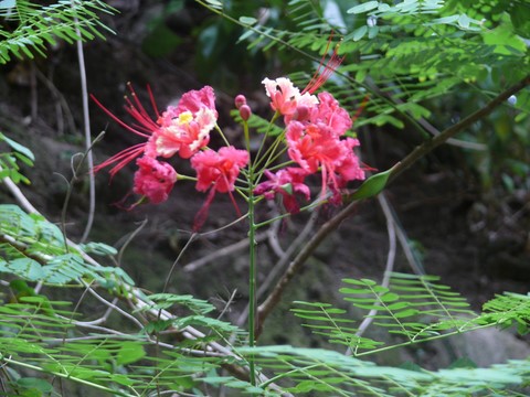 Fleur du Petit Flamboyant