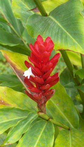 Alpinia