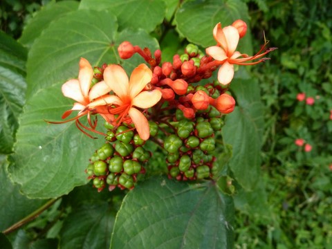   Fleur Pagode: Clerodendrum paniculatum. (Famille des Verbénacées.)